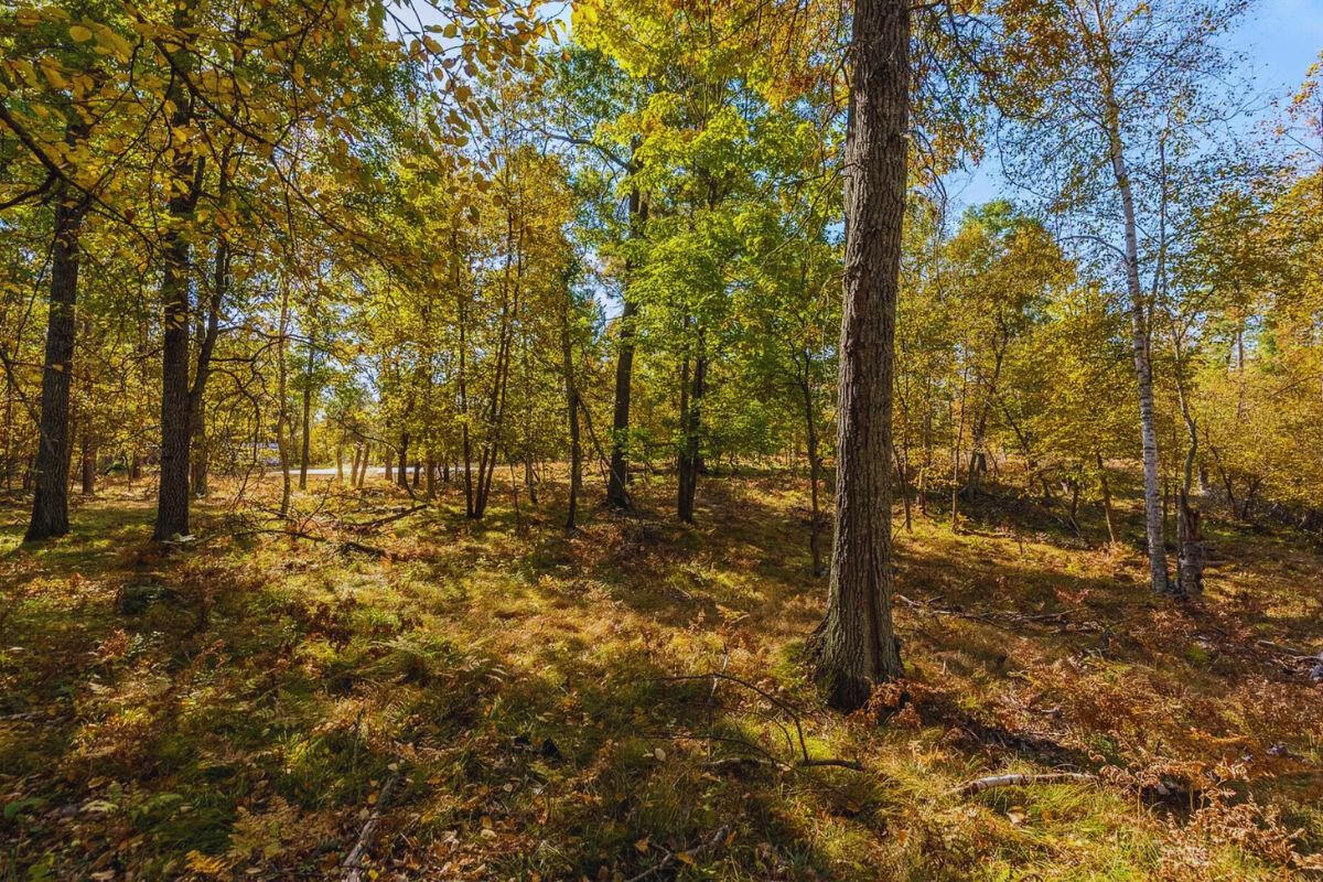 Secluded - Flinstone Rd. Cushing, MN 56443